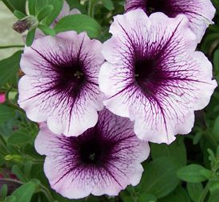 петуния ампельная гибридная            Petunia х hibrida